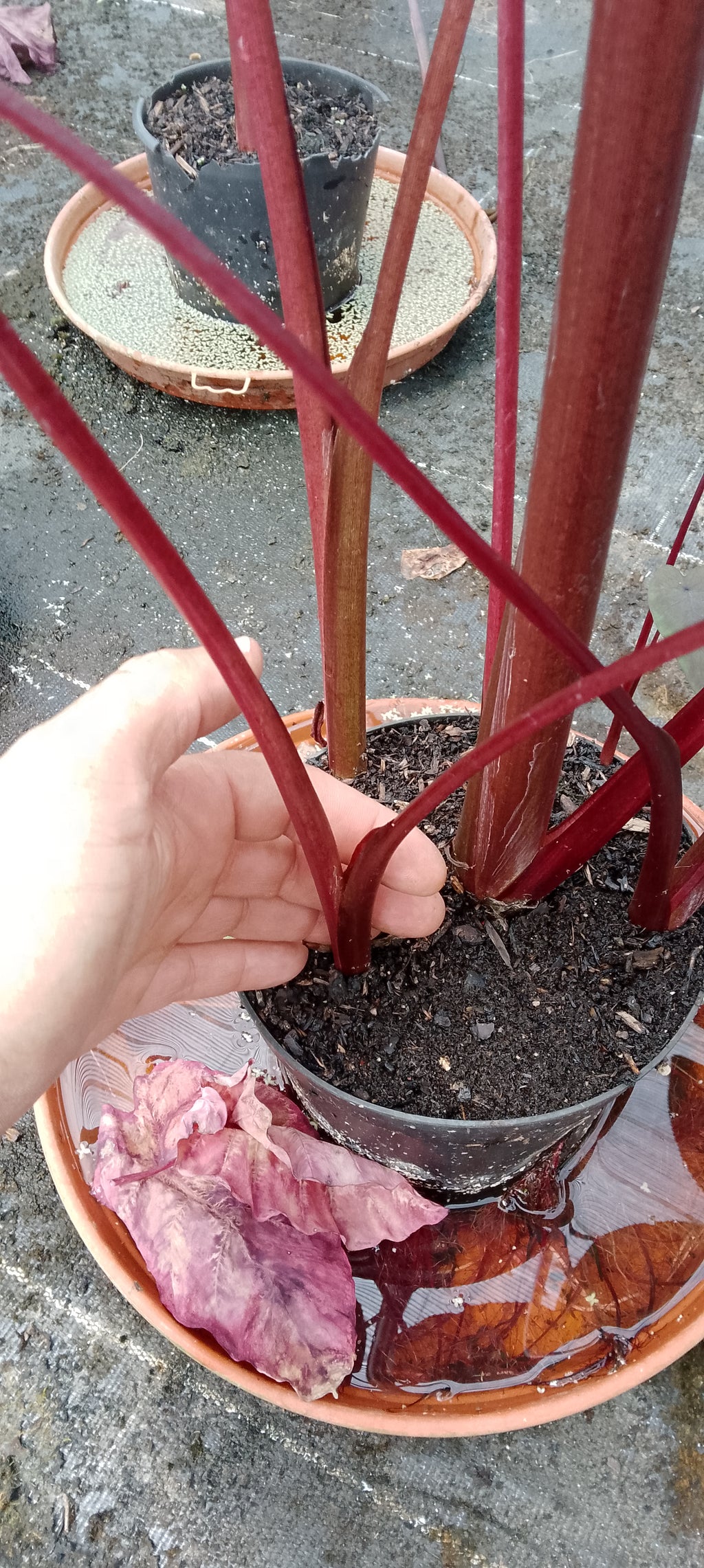 Colocasia Arc en ciel