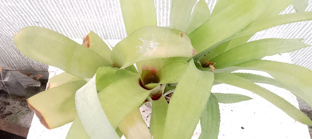 Bilbergia pyramidalis forme jaune pâle.
