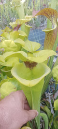Sarracenia Flava var rugelii