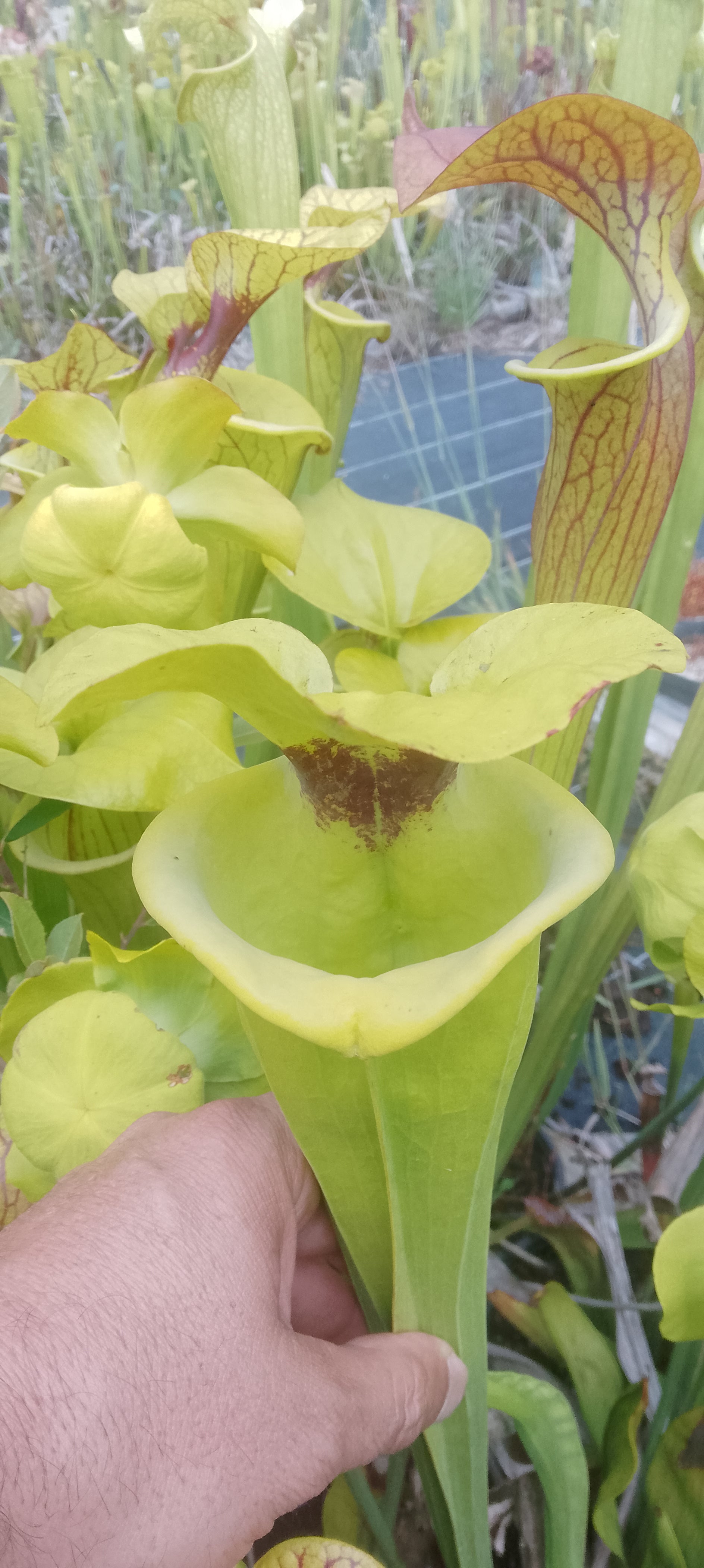 Sarracenia Flava var rugelii