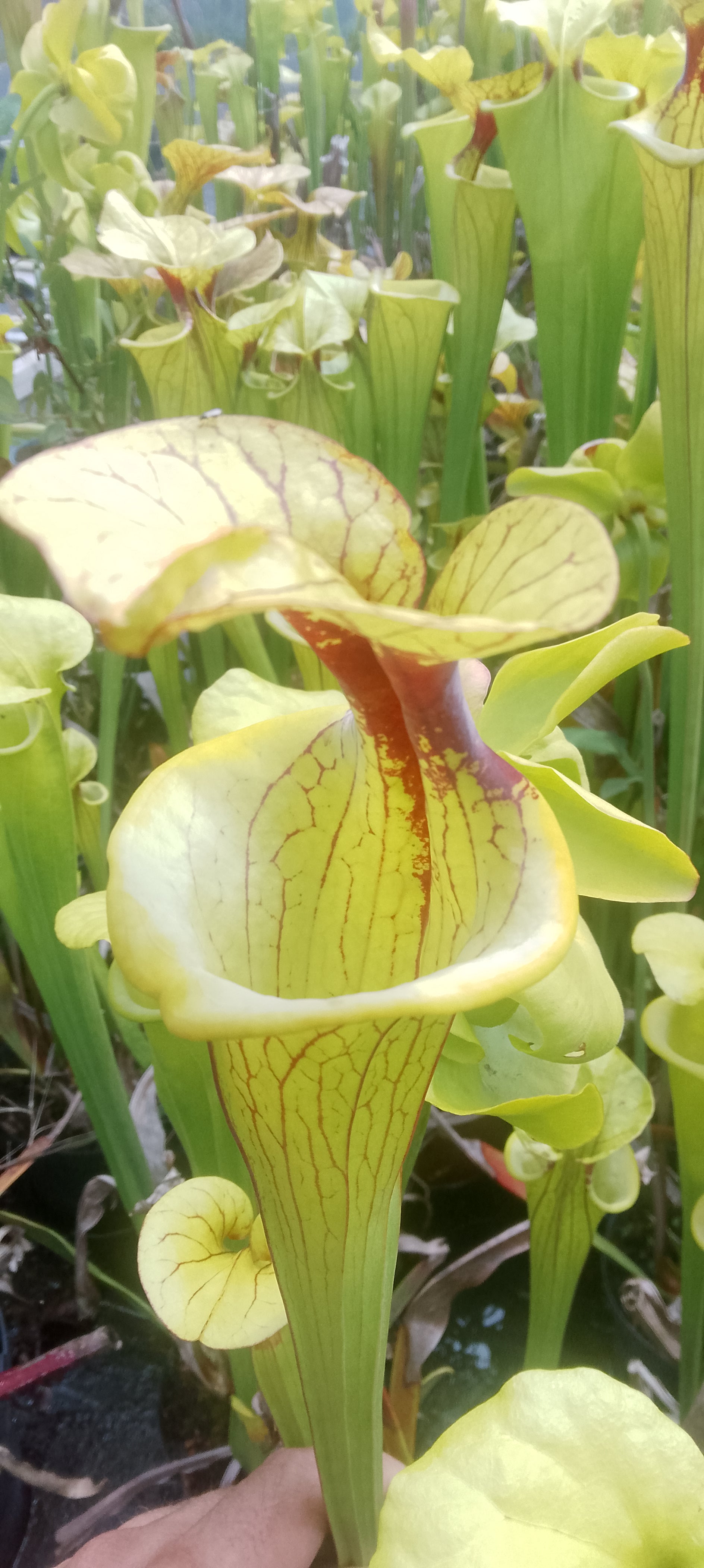 Sarracenia Flava var Flava