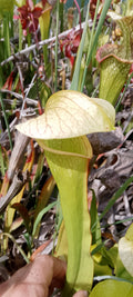 Sarracenia Moorei Adrian Slack x Minor