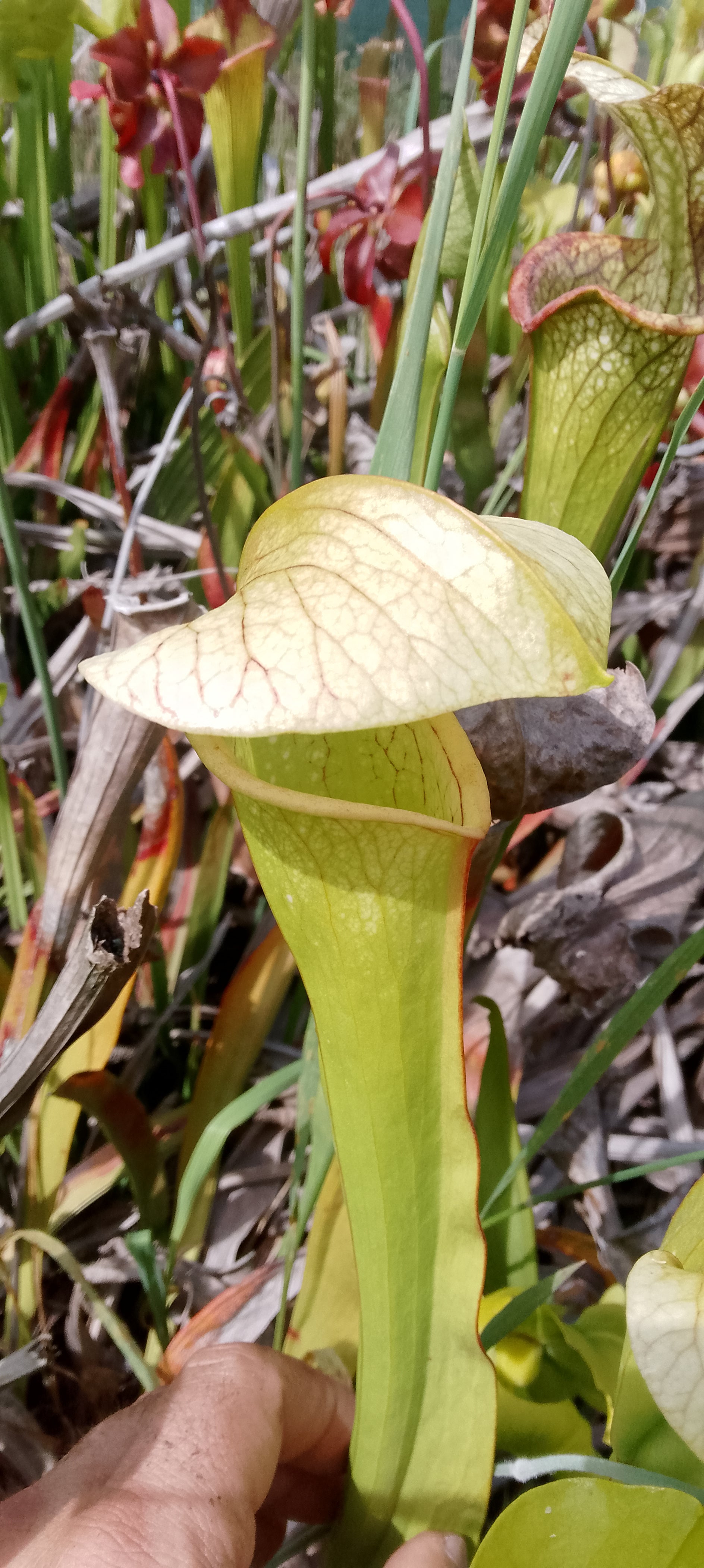 Sarracenia Moorei Adrian Slack x Minor