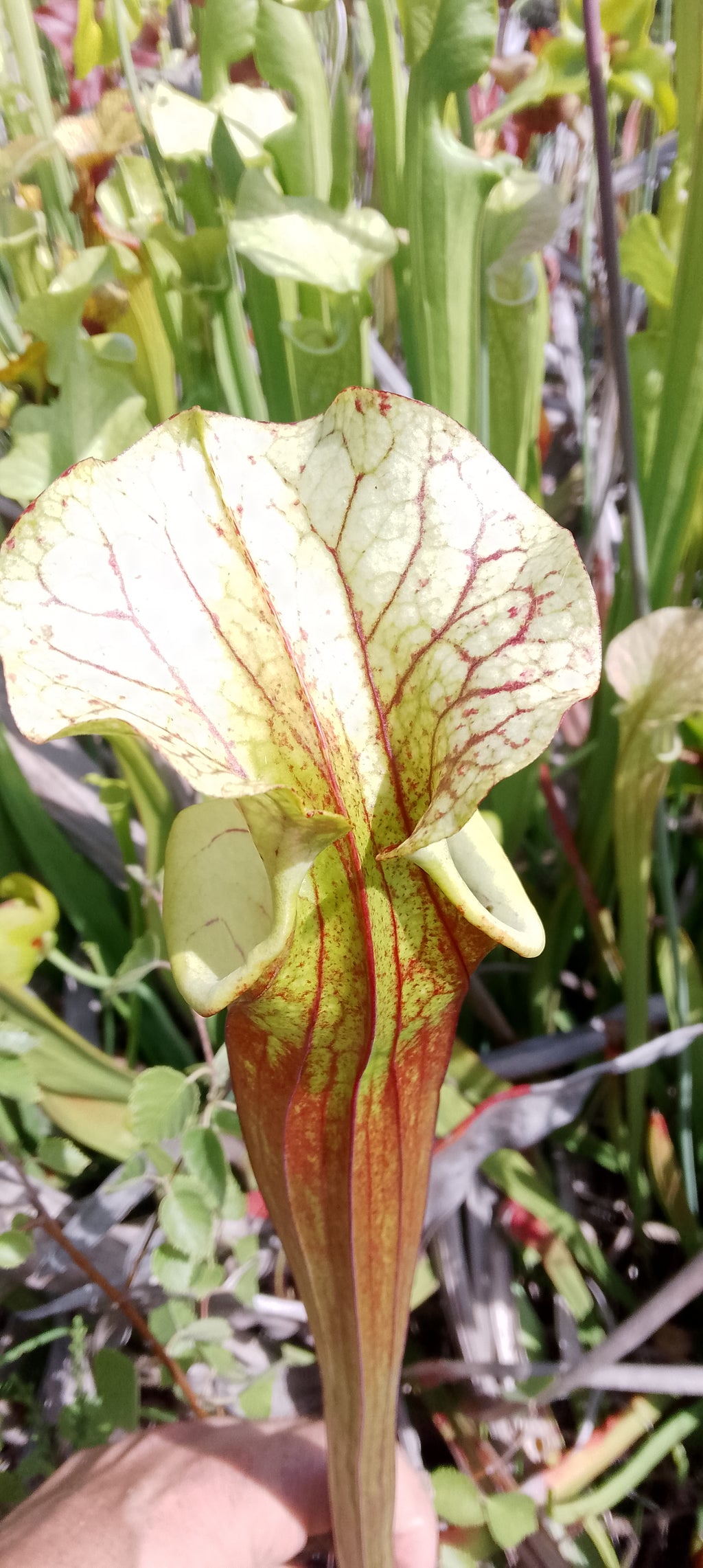 Sarracenia Sergent Hartmann x Sergent Hartmann.