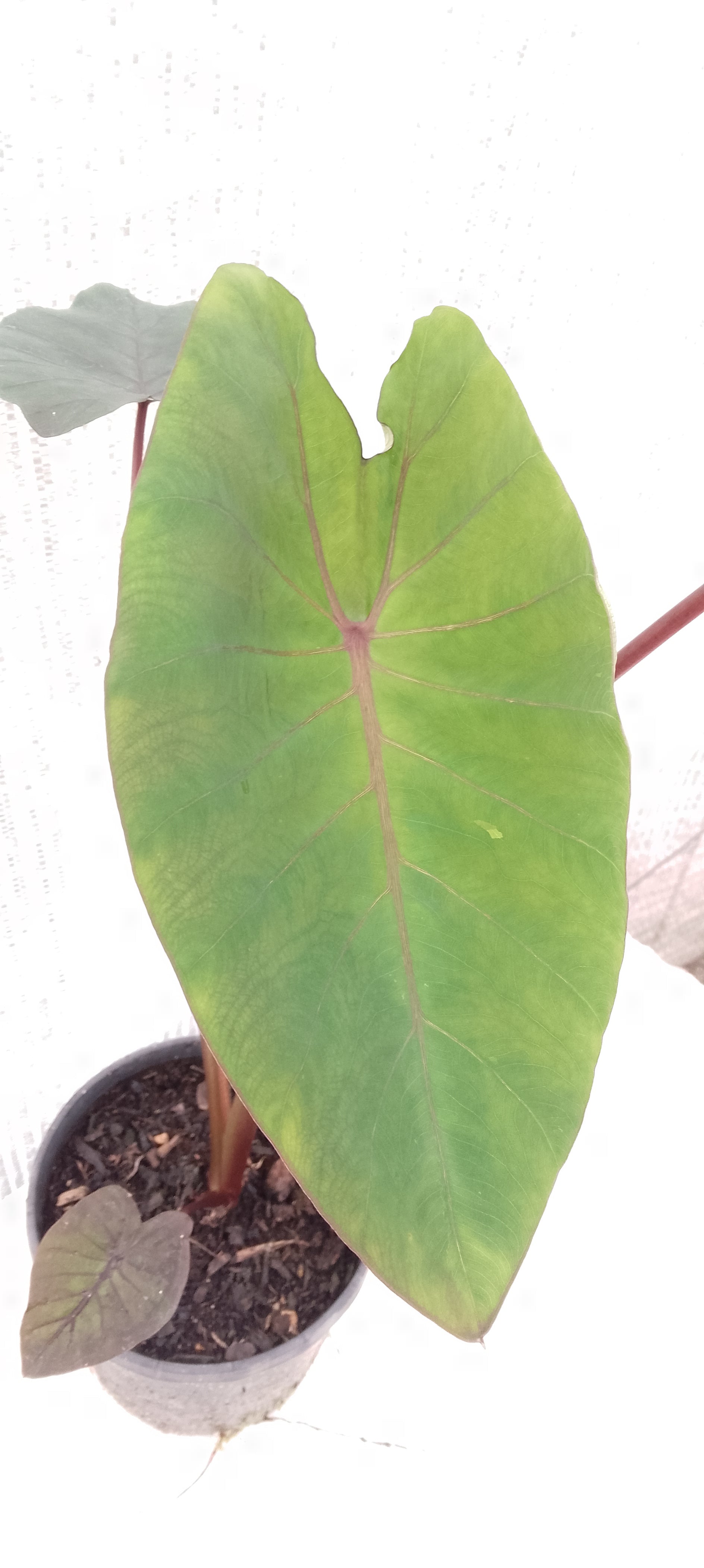 Colocasia de semis 7