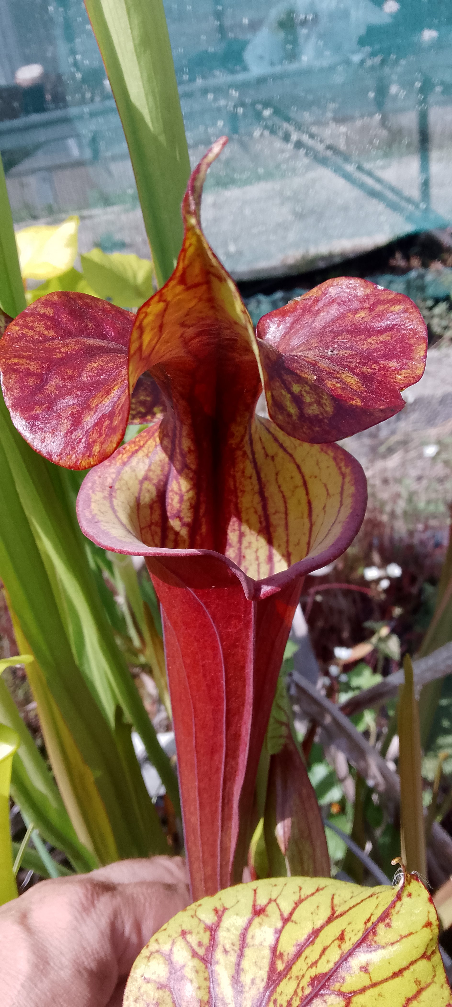 Sarracenia Flava var rubricorpora x cuprea