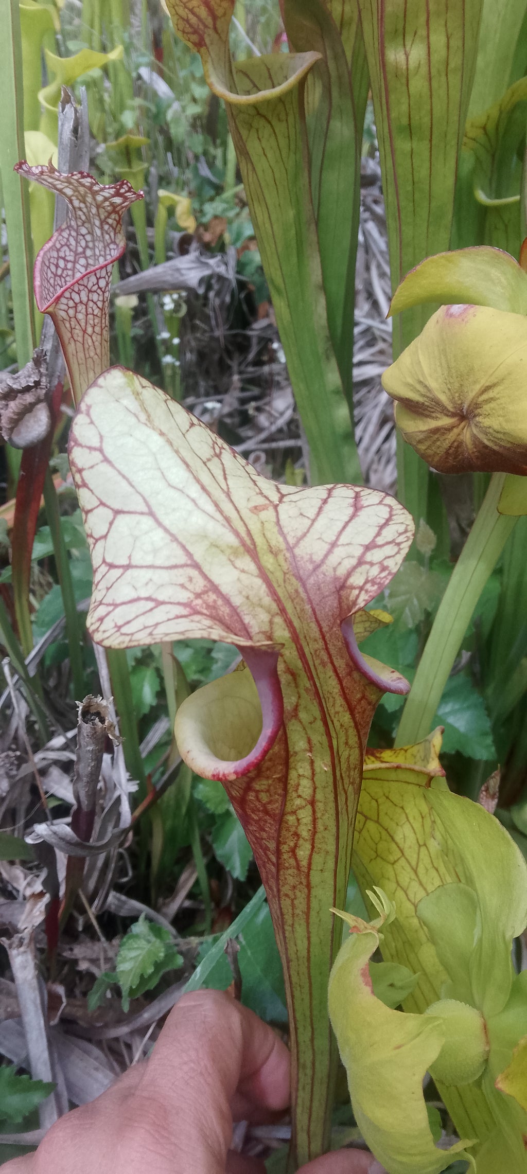 Sarracenia x Moorei Sergent Hartmann x Adrian Slack