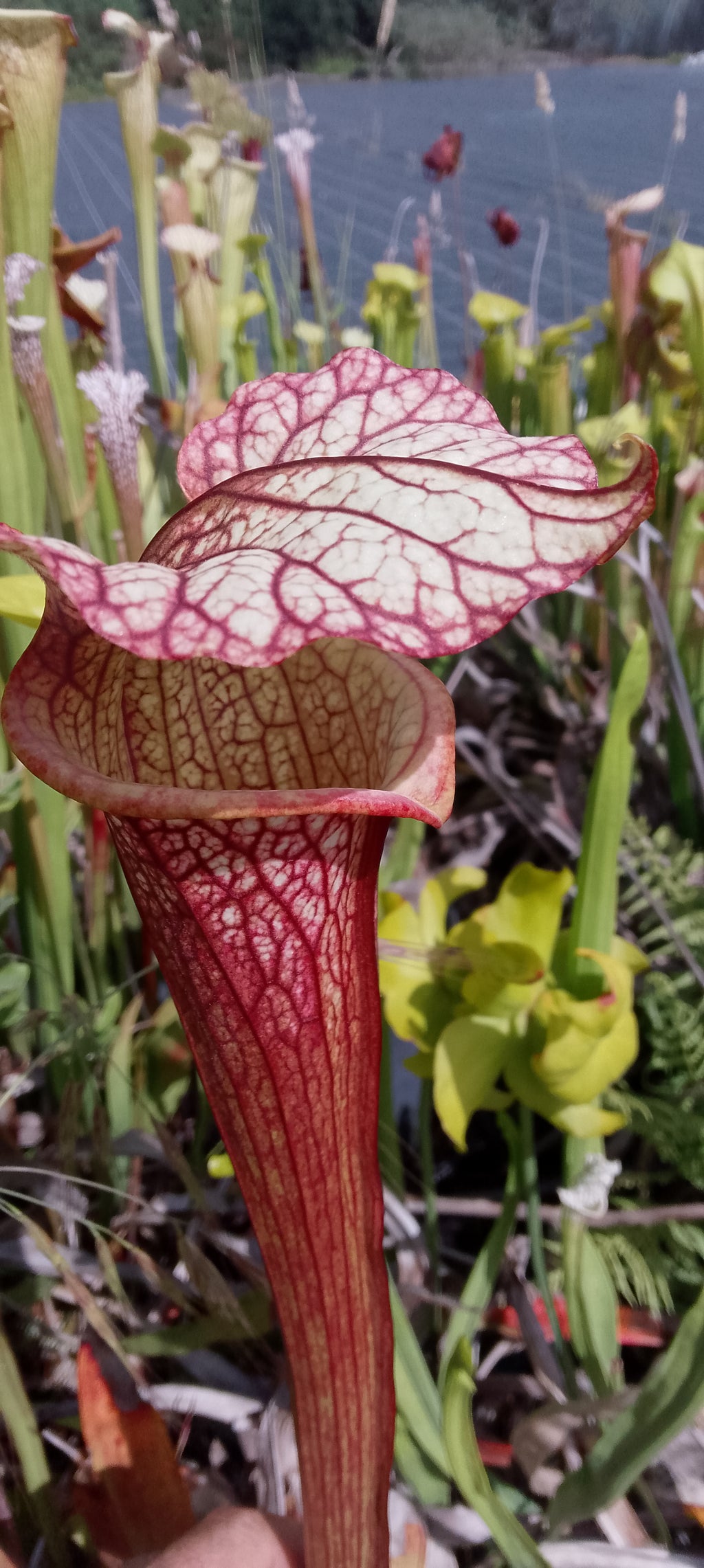 Sarracenia x ( leucophylla red burgundy x Moorei Adrian Slack)