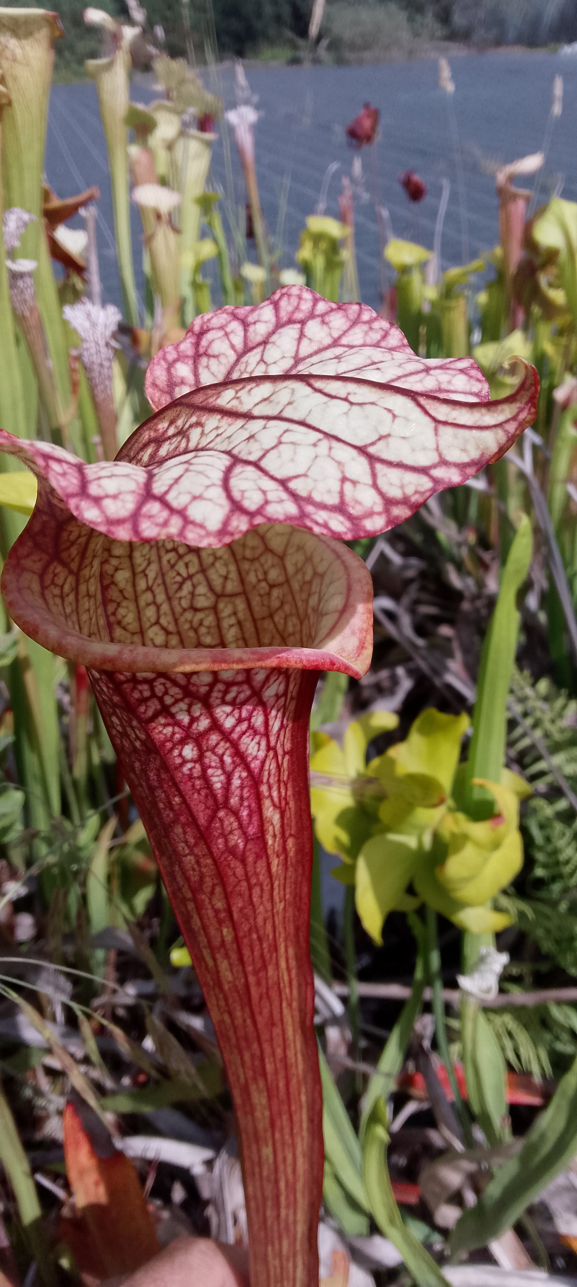 Sarracenia x ( leucophylla red burgundy x Moorei Adrian Slack)