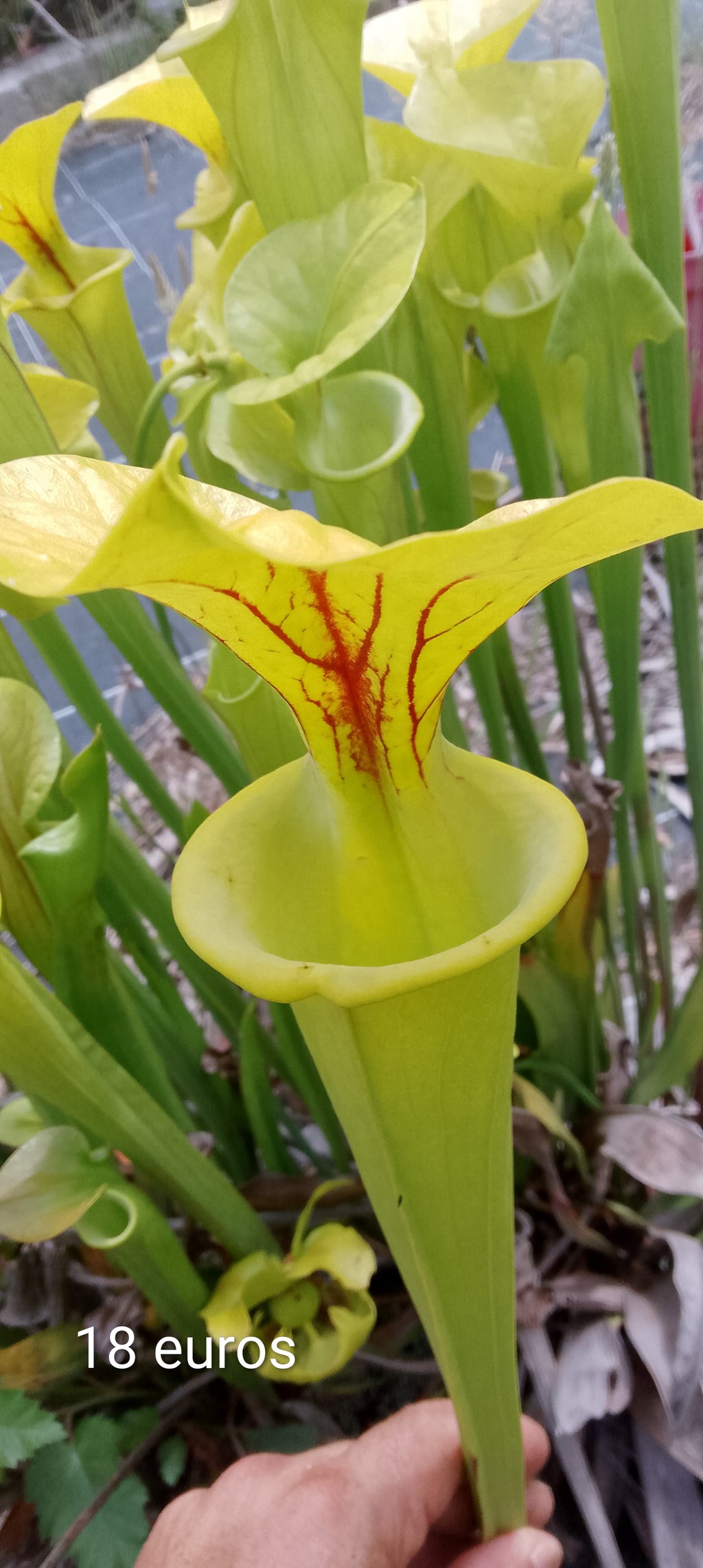 Sarracenia Flava ( semis de Goldie)