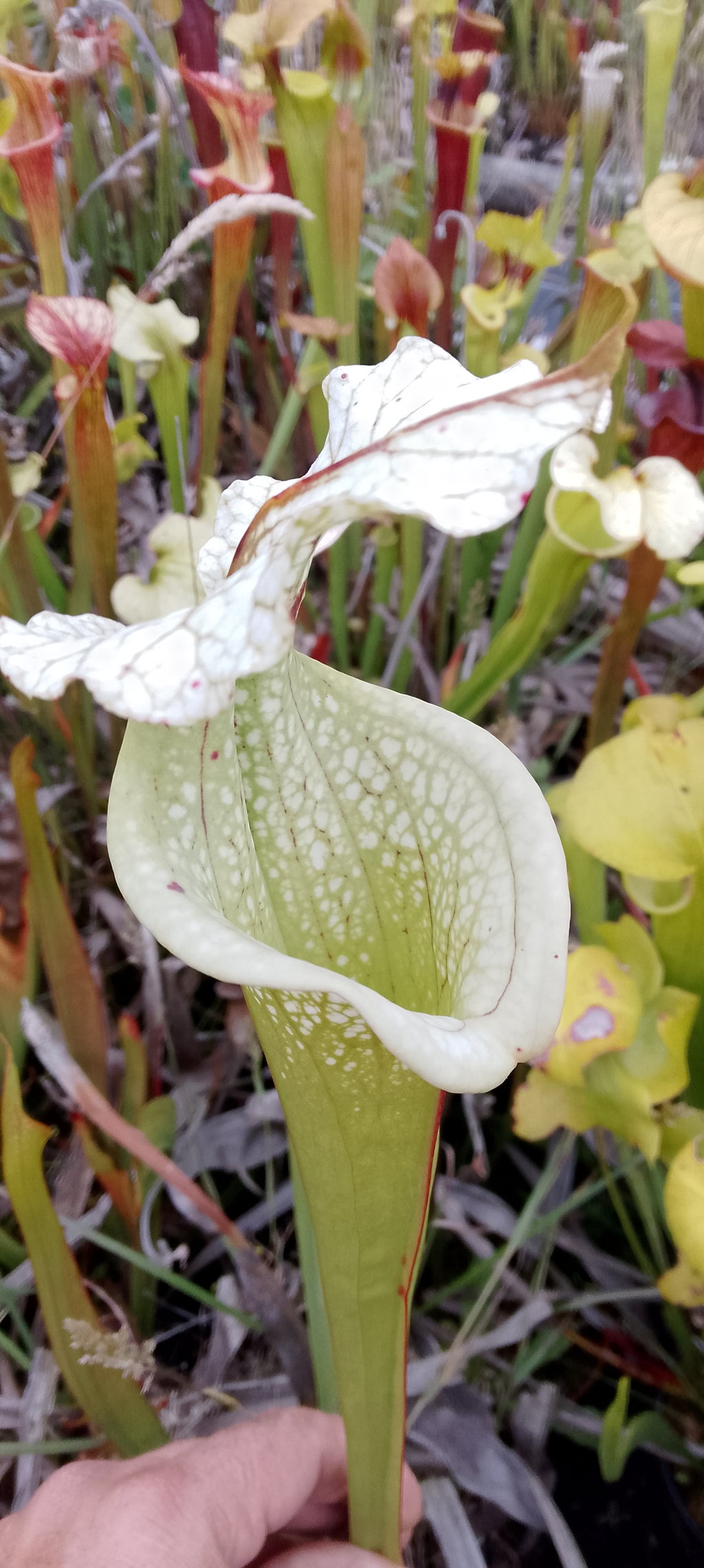 Sarracenia x Moorei x Moorei
