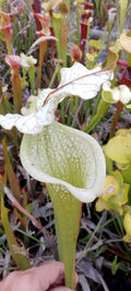 Sarracenia x Moorei x Moorei