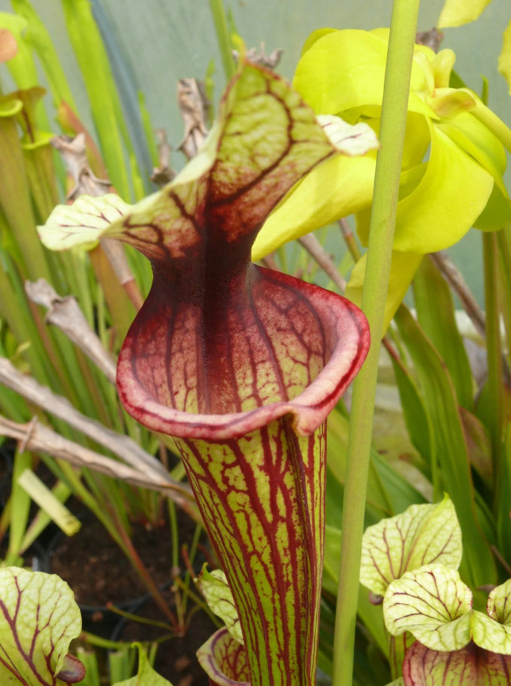 Sarracenia Saurus x Saurus