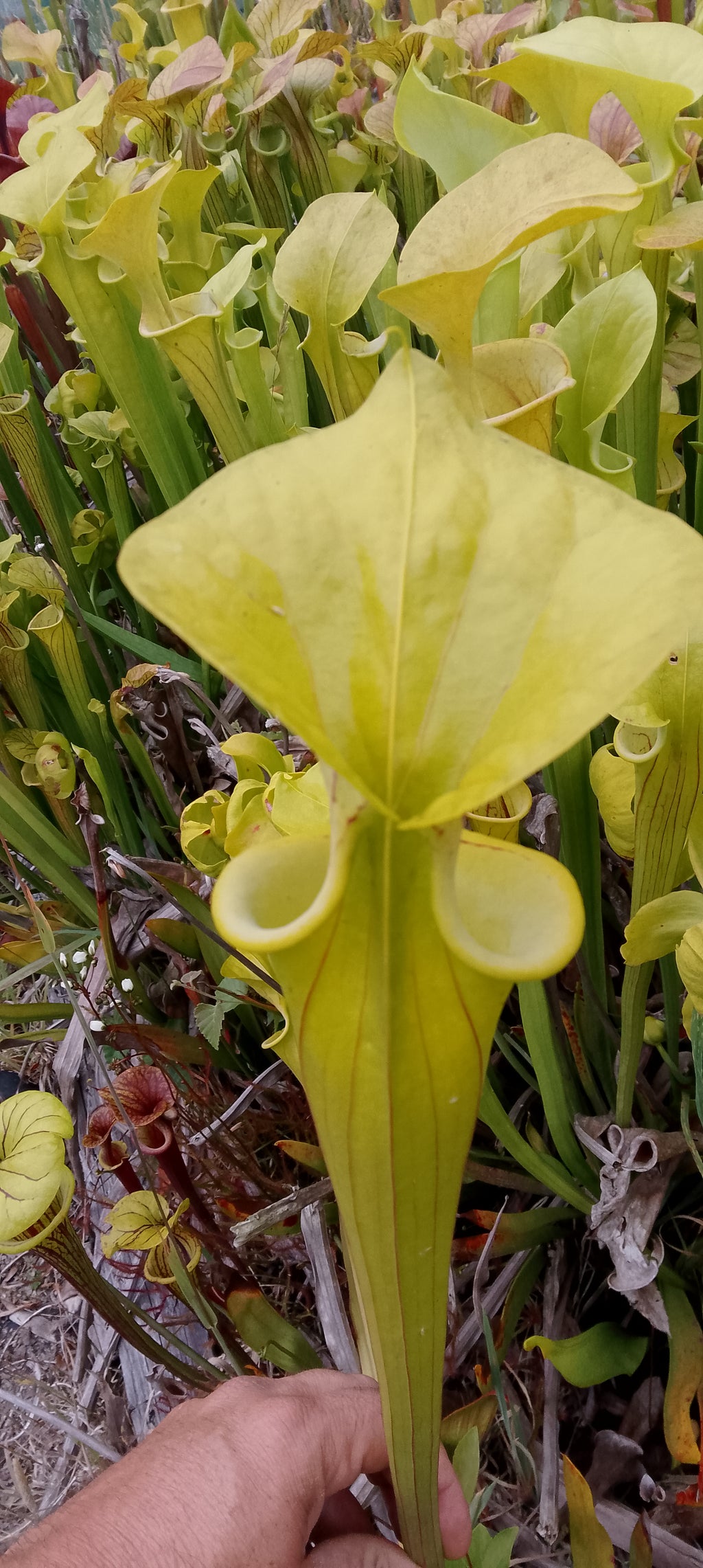 Sarracenia Flava Goldie x Goldie