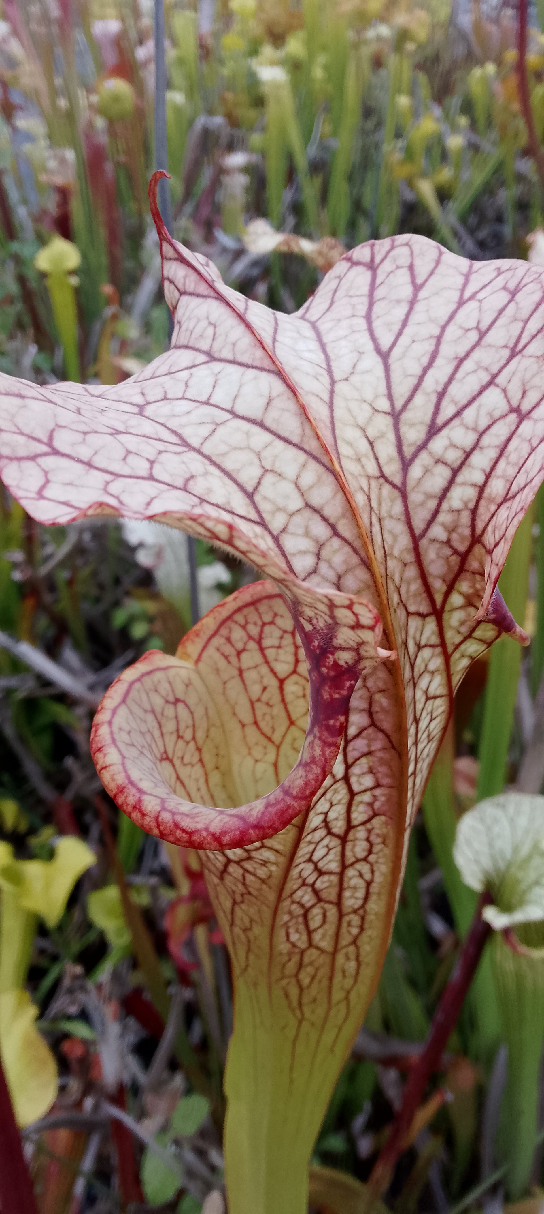 Sarracenia x Moorei