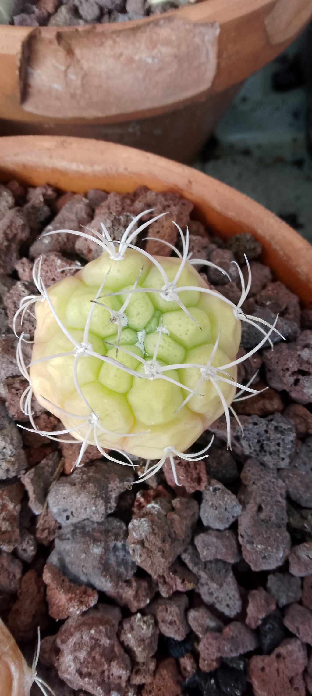 Gymnocalycium plfanzii lot de 5 plants issu de semis.