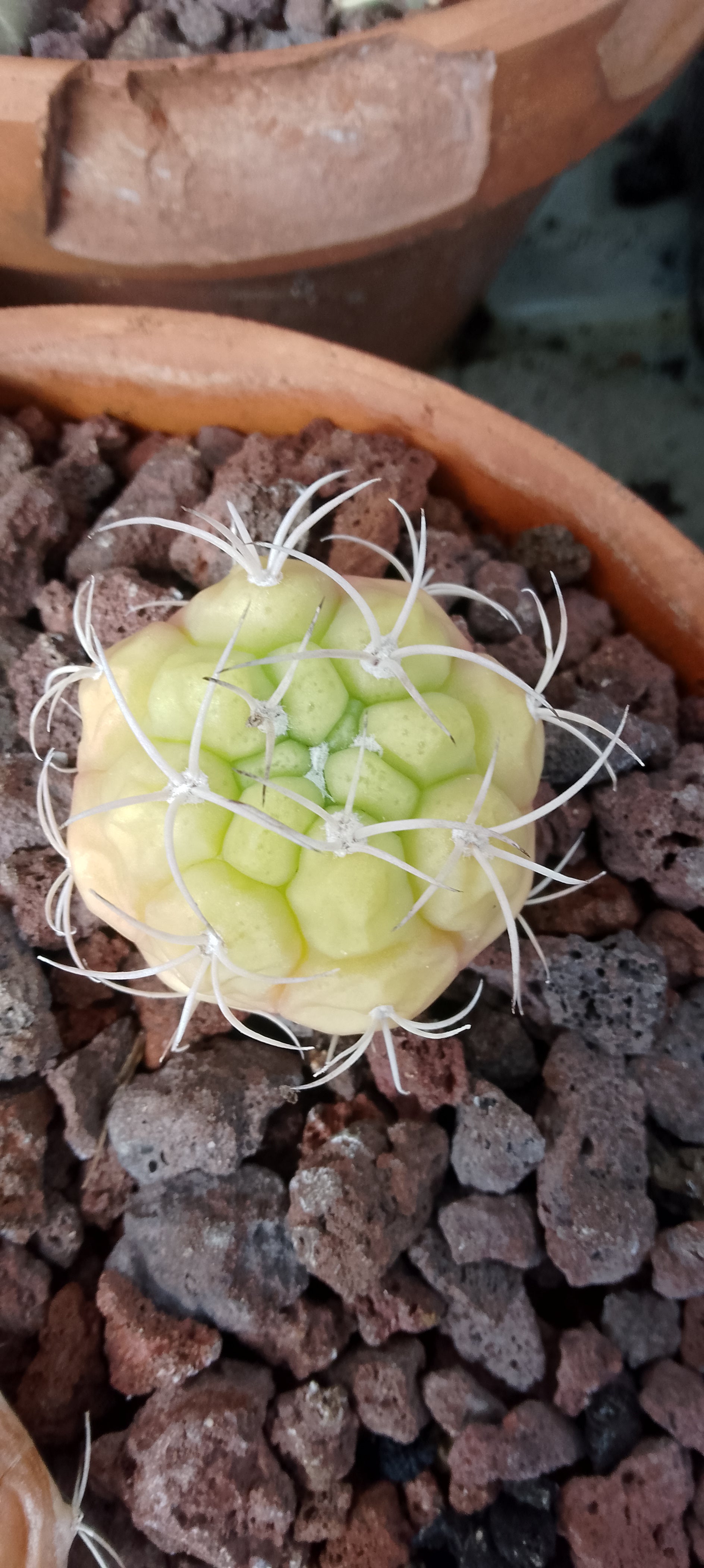 Gymnocalycium plfanzii lot de 5 plants issu de semis.