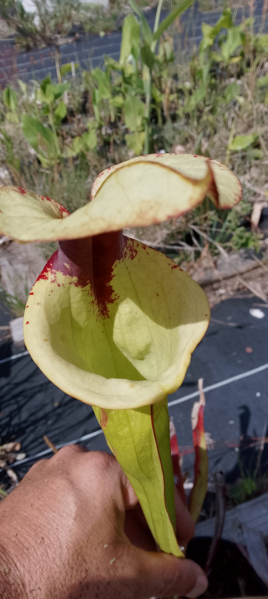 Sarracenia Moorei Leah Wilkerson x Leah Wilkerson