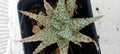 Aloe hybride