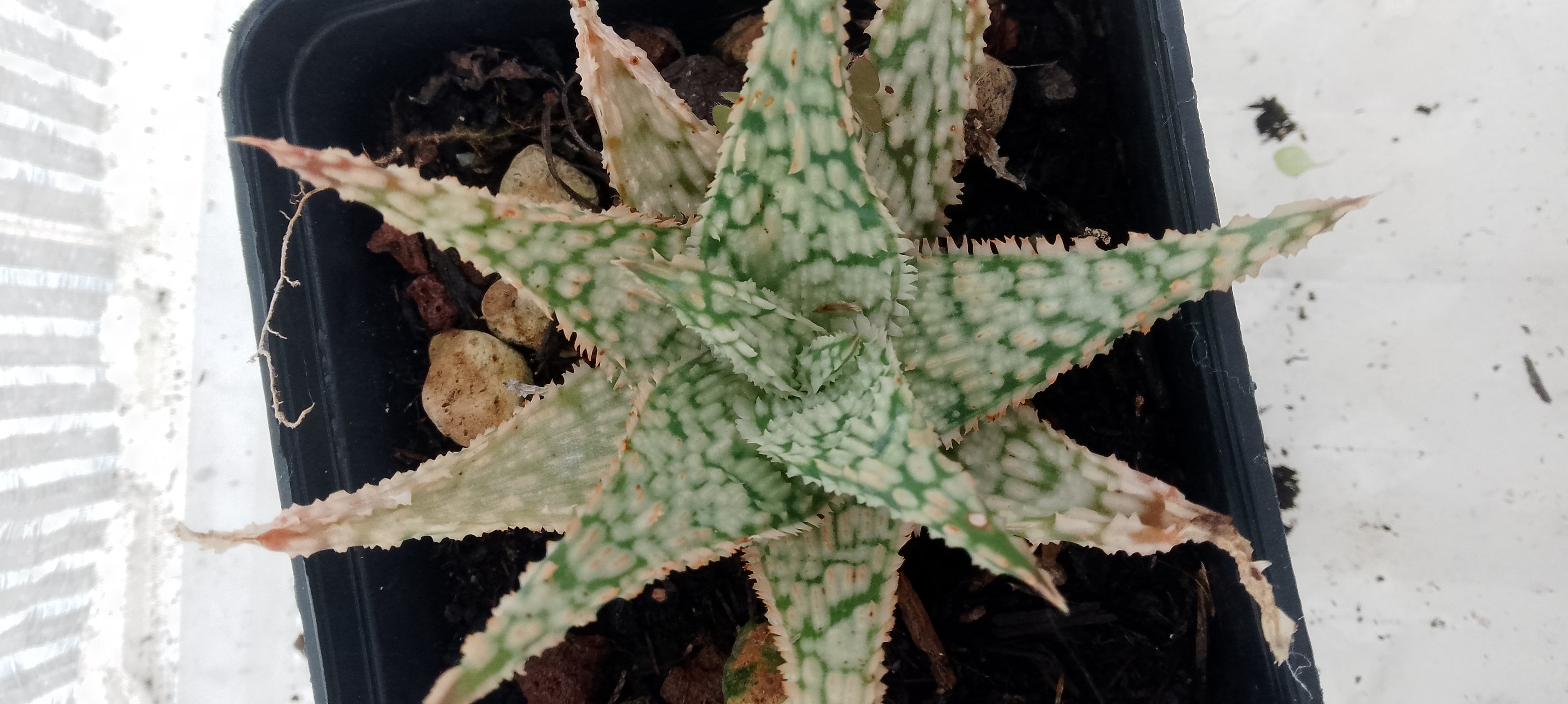 Aloe hybride