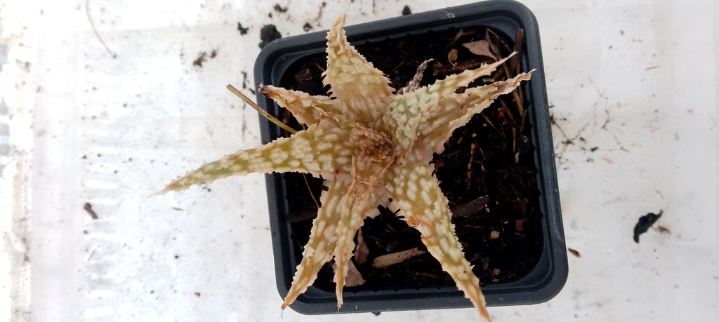 Aloe hybride