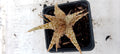 Aloe hybride
