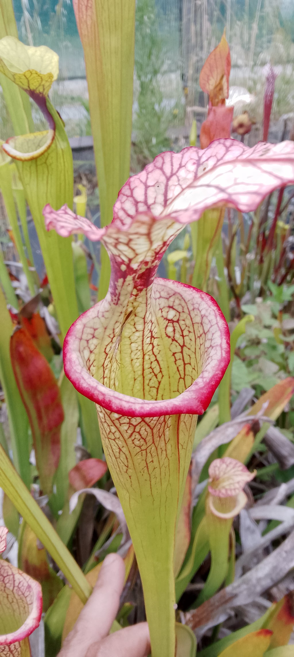 Sarracenia Adrian Slack x Leah Wilkerson
