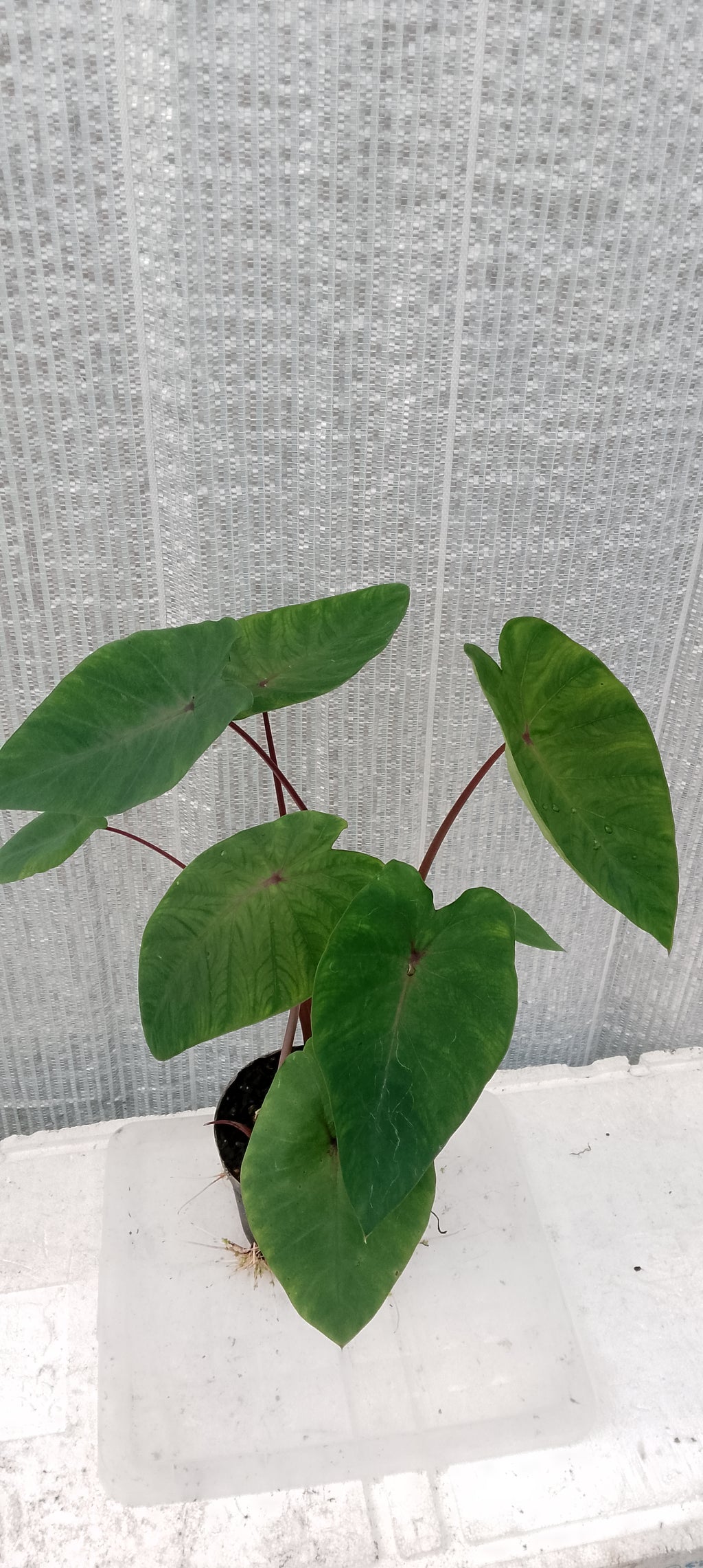 Colocasia de semis 4