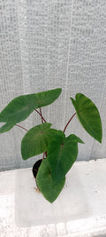 Colocasia de semis 4