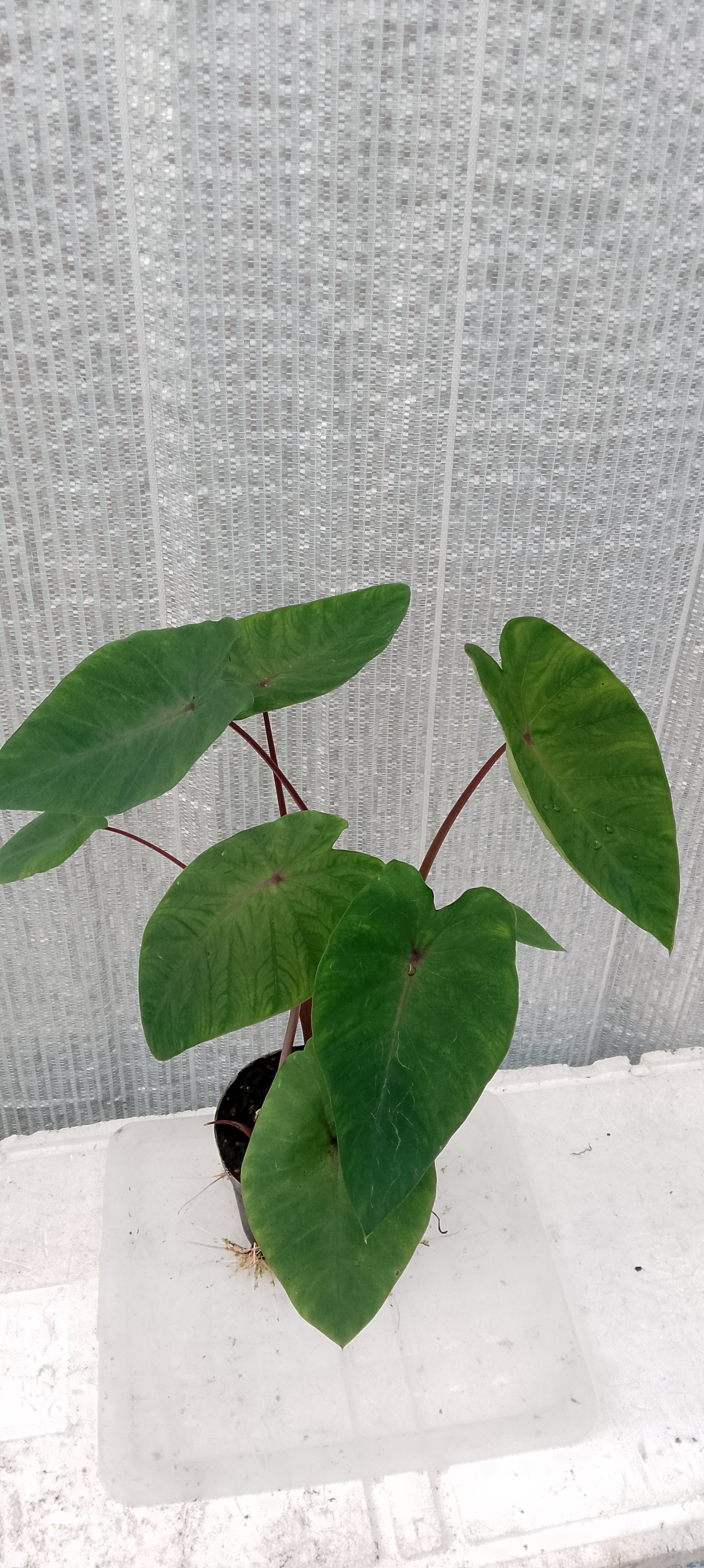 Colocasia de semis 4