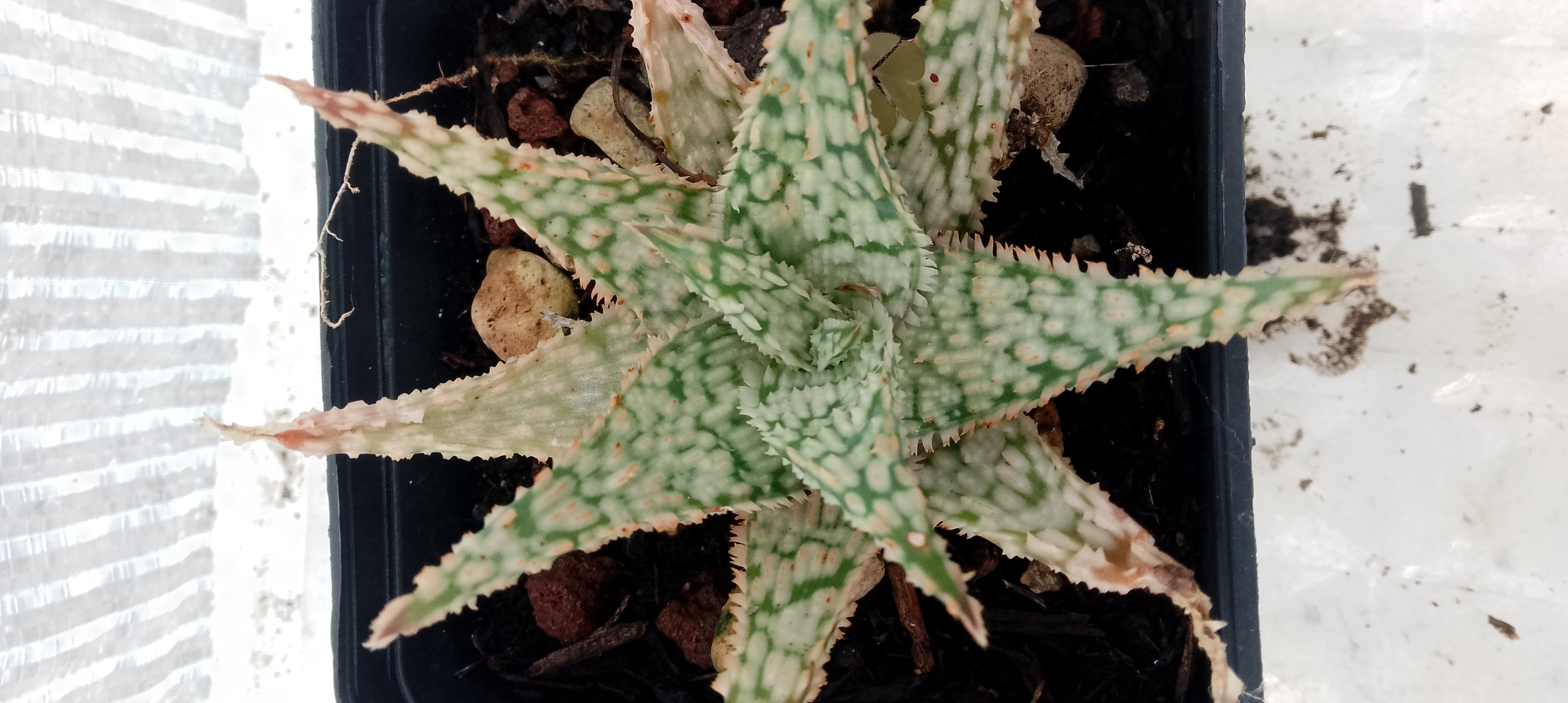 Aloe hybride
