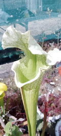 Sarracenia Moorei x leucophylla HCWF