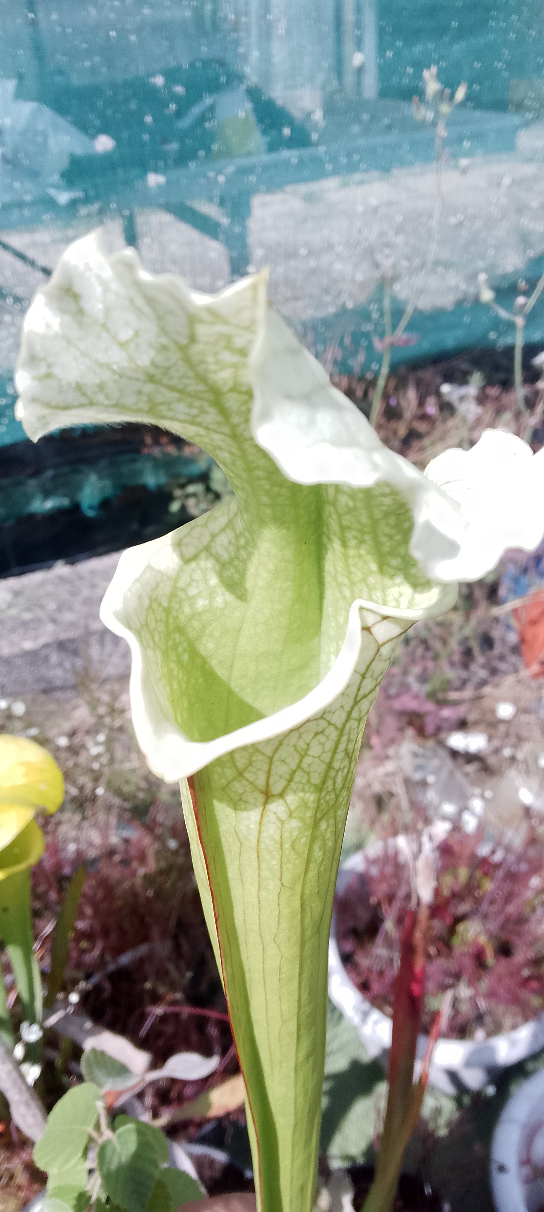 Sarracenia Moorei x leucophylla HCWF