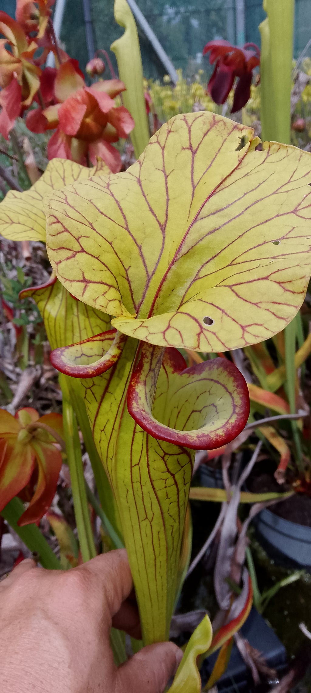 Sarracenia x ( Saurus x Saurus)