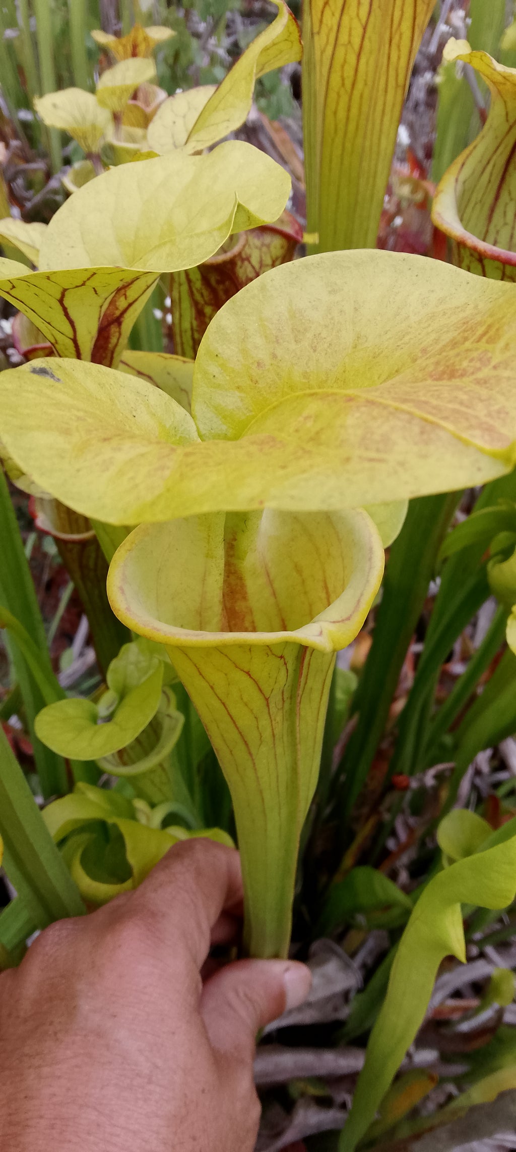 Sarracenia Flava cuprea, veines inverses, clone 2