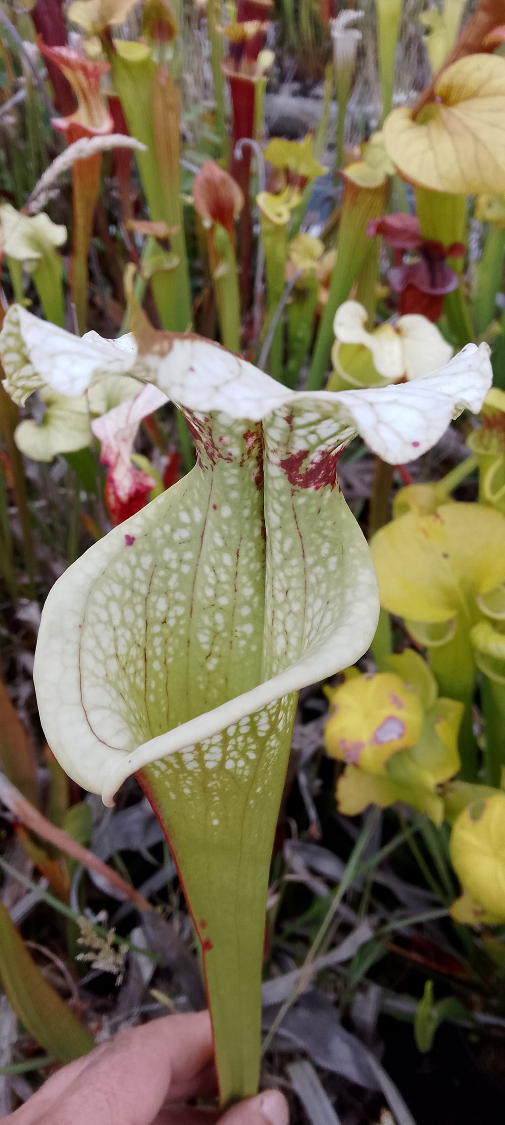 Sarracenia x Moorei x Moorei