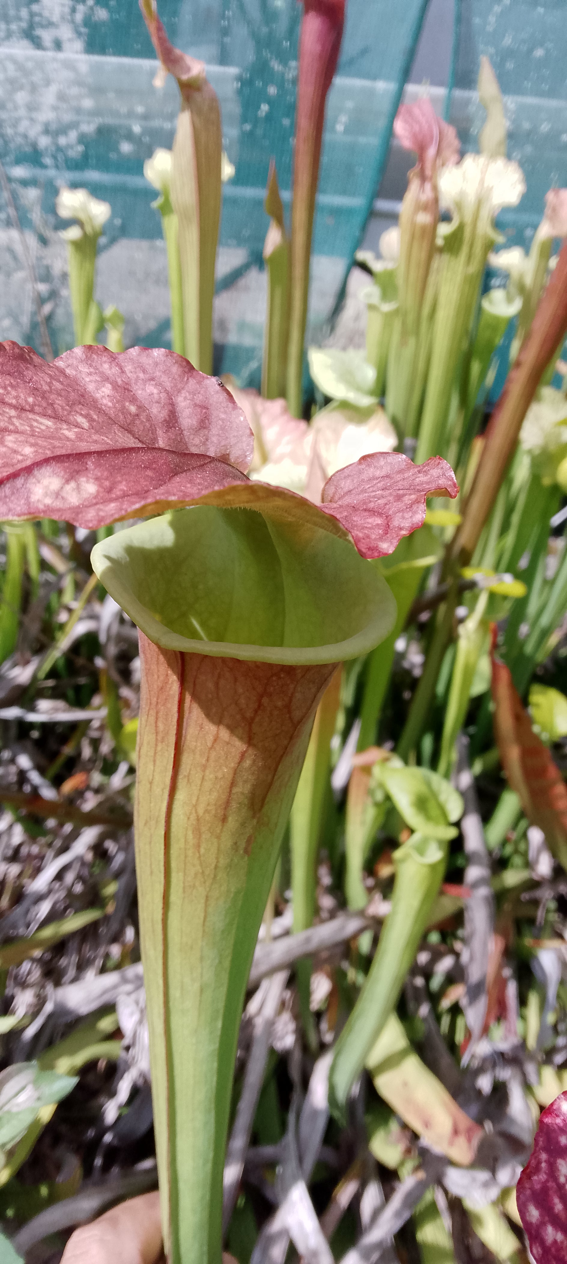 Sarracenia x Moorei
