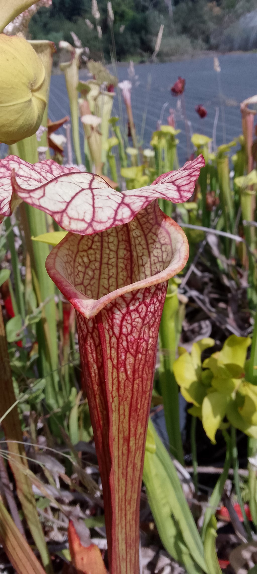 Sarracenia x ( leucophylla red burgundy x Moorei Adrian Slack)