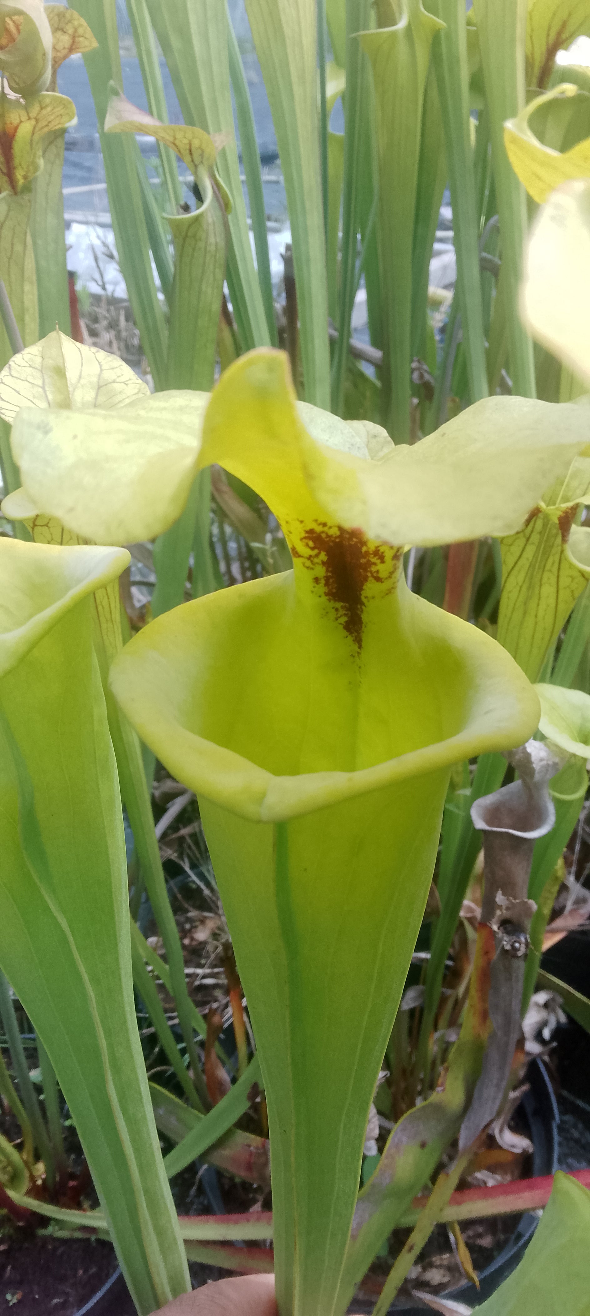 Sarracenia Flava var rugelii