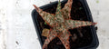 Aloe hybride