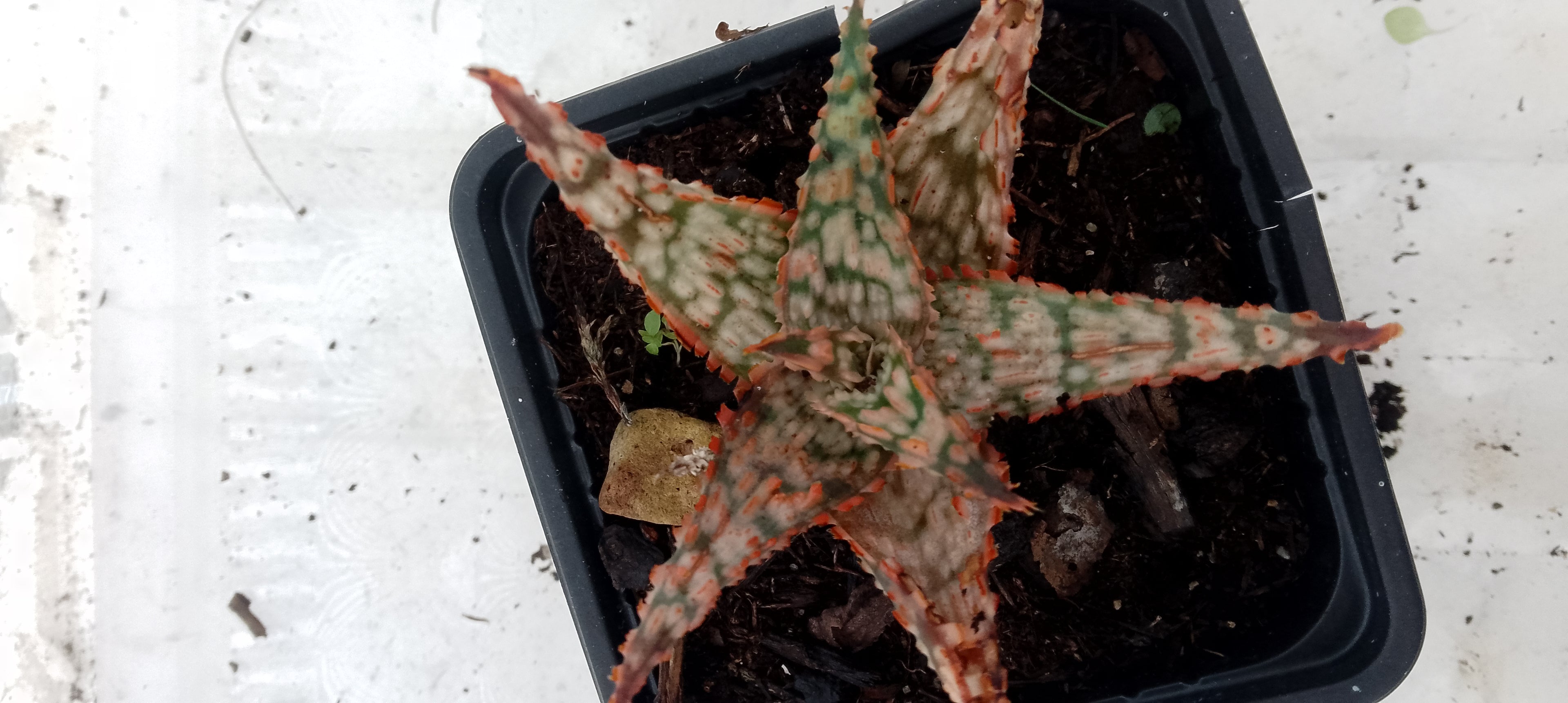 Aloe hybride
