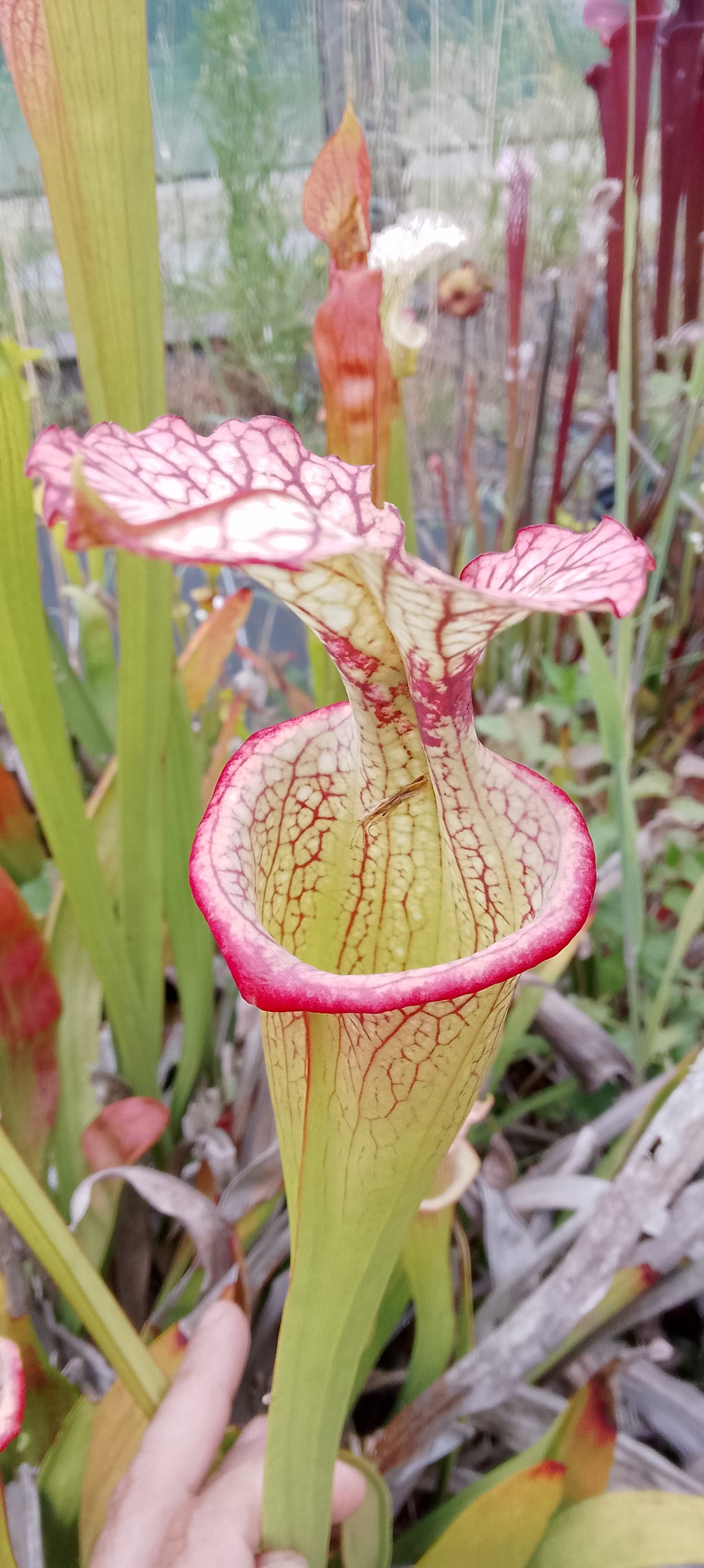 Sarracenia Adrian Slack x Leah Wilkerson