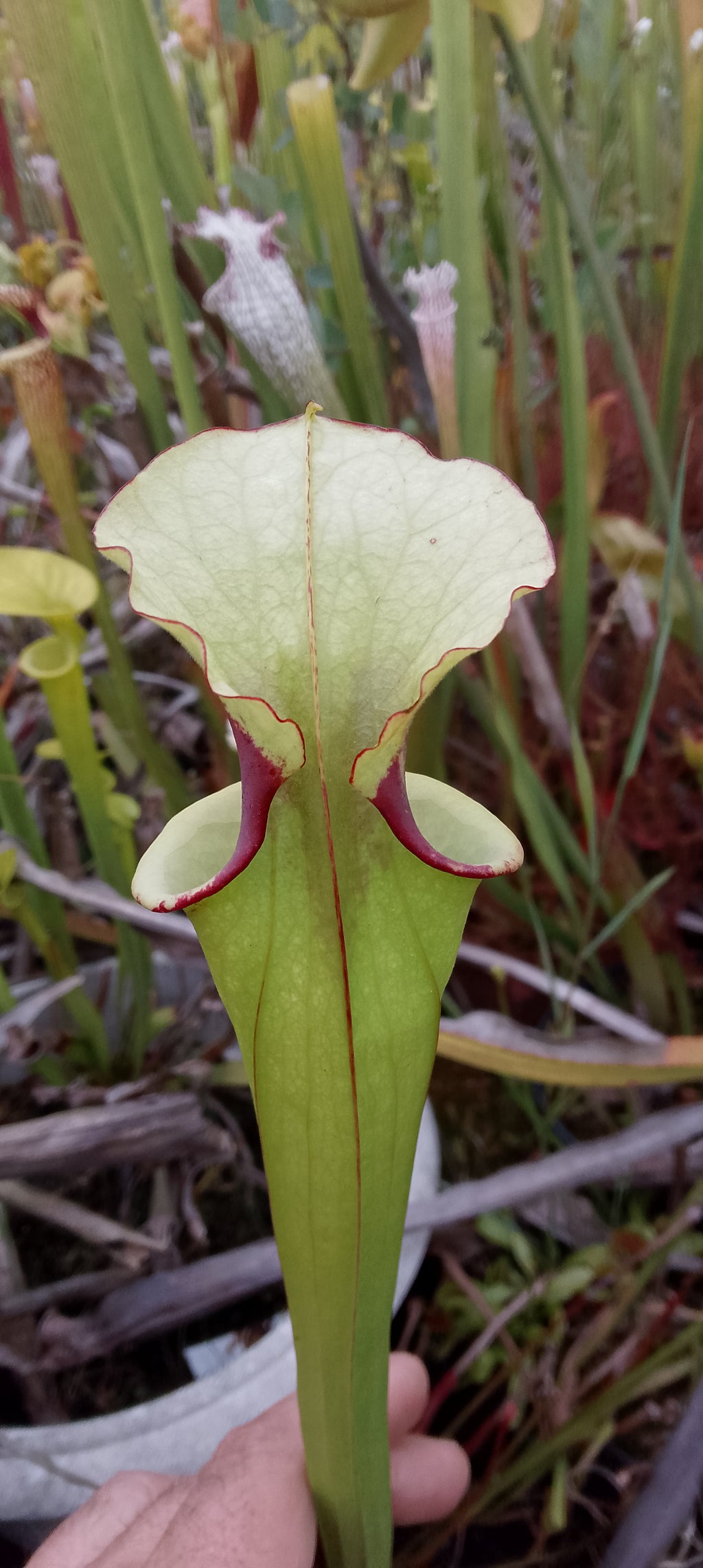 Sarracenia Leah Wilkerson x Leah Wilkerson