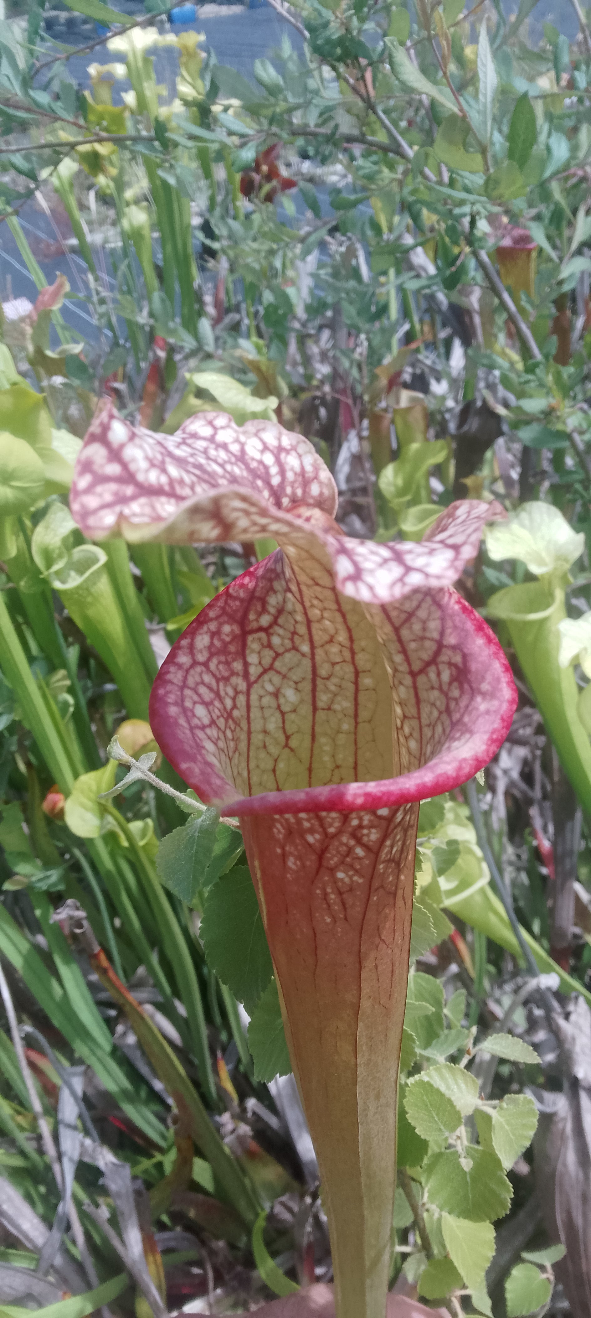 Sarracenia x Moorei
