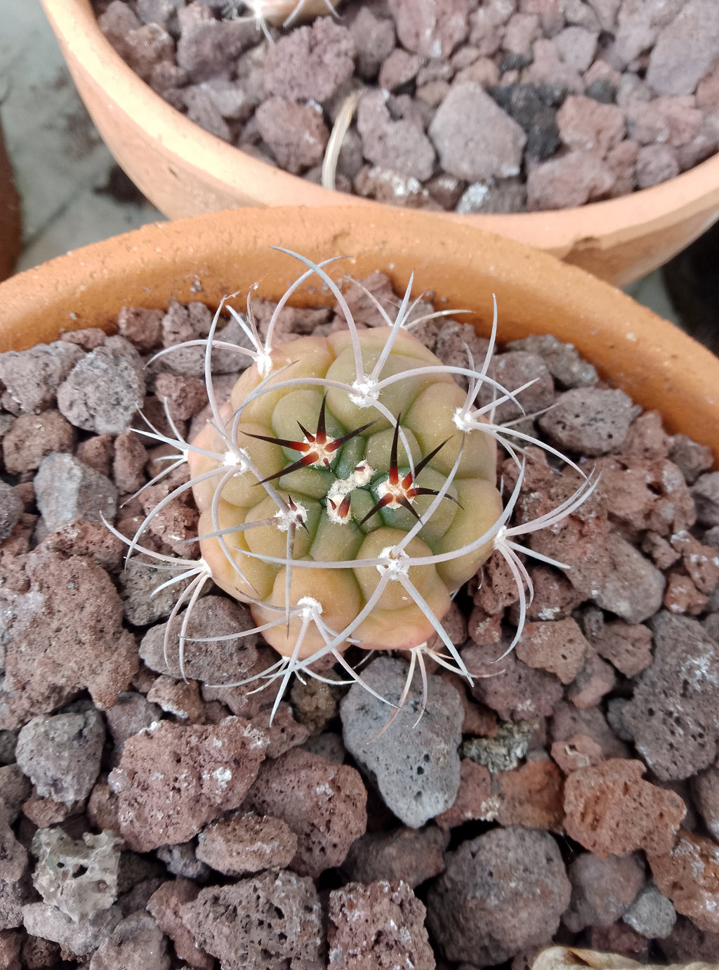 Gymnocalycium plfanzii lot de 5 plants issu de semis.