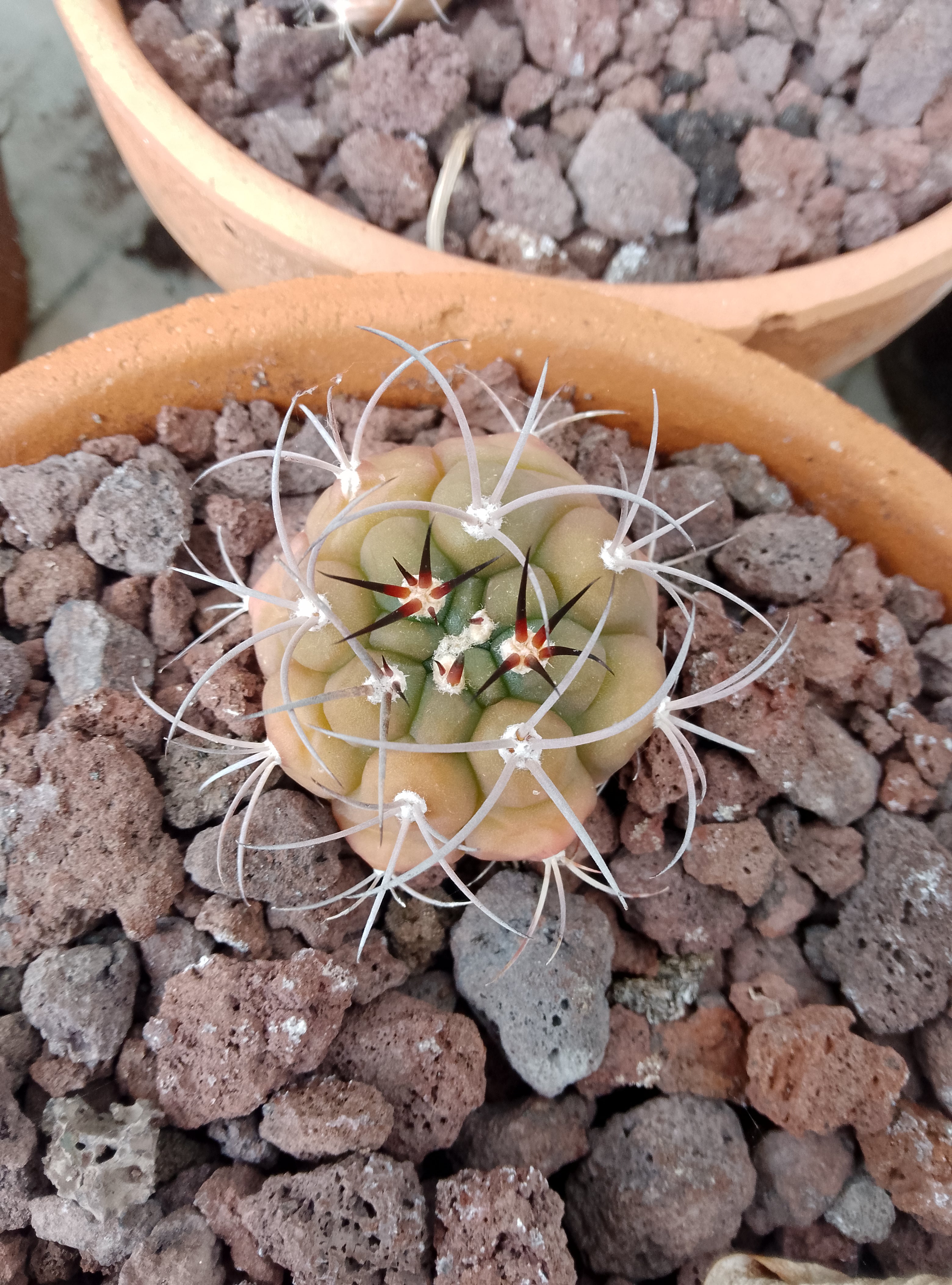 Gymnocalycium plfanzii lot de 5 plants issu de semis.