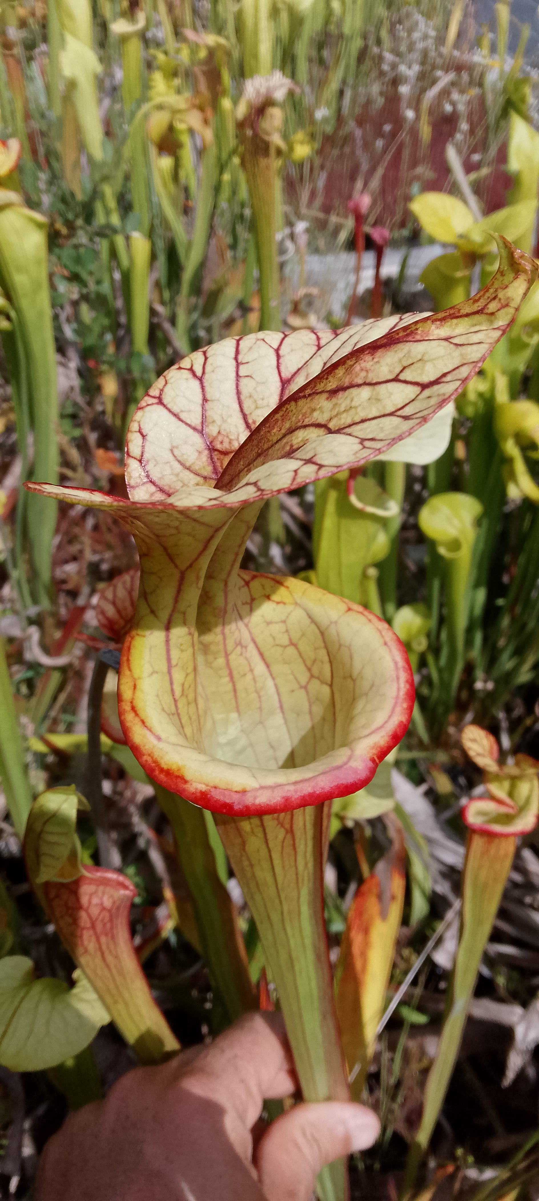 Sarracenia Moorei Adrian Slack x Flava var rubricorpora