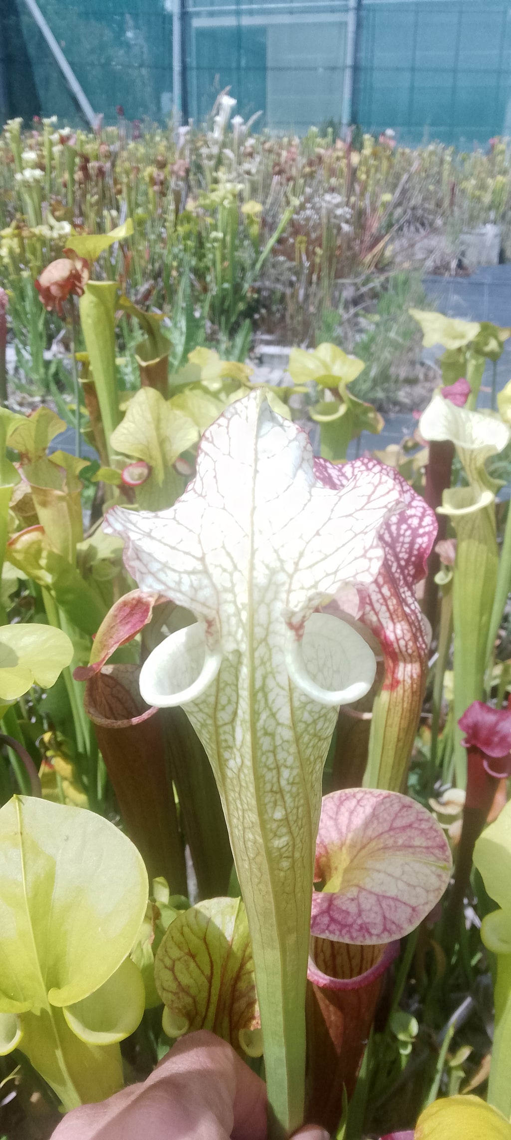 Sarracenia Moorei x Moorei