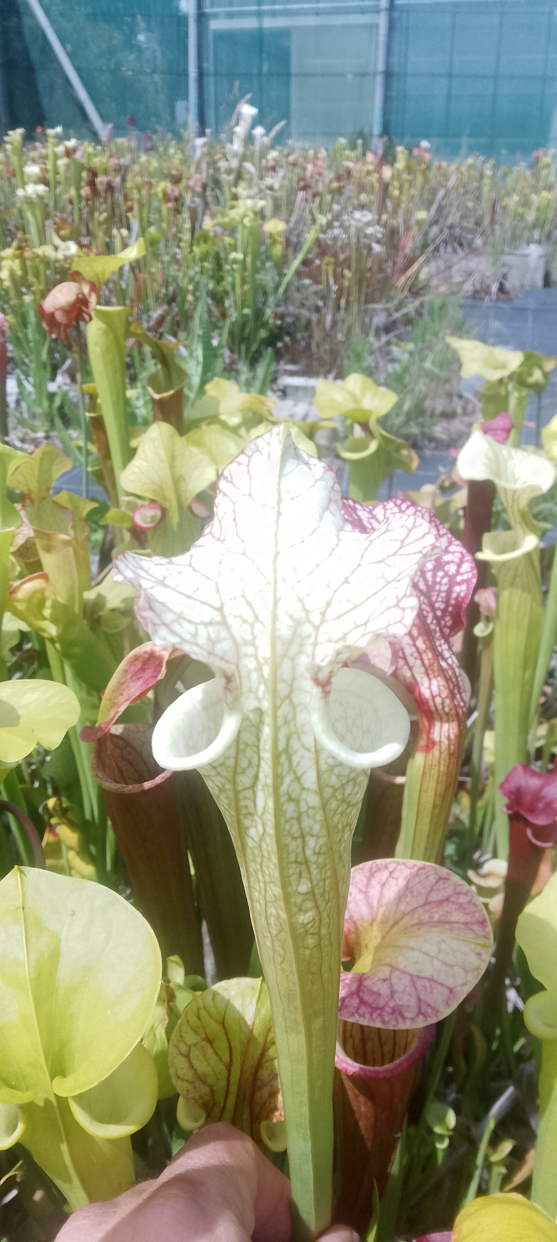 Sarracenia Moorei x Moorei