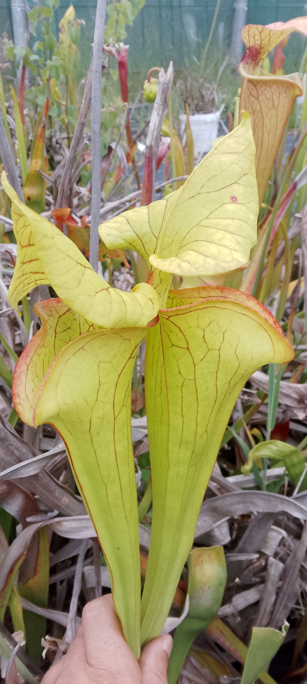 Sarracenia x Gold Mouth